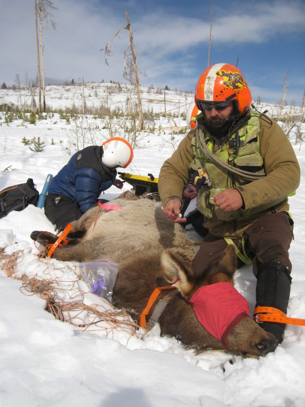 Blood and tooth samples were taken from recaptured elk to assess seroprevalence and validate stable isotope work regarding landscape distribution.