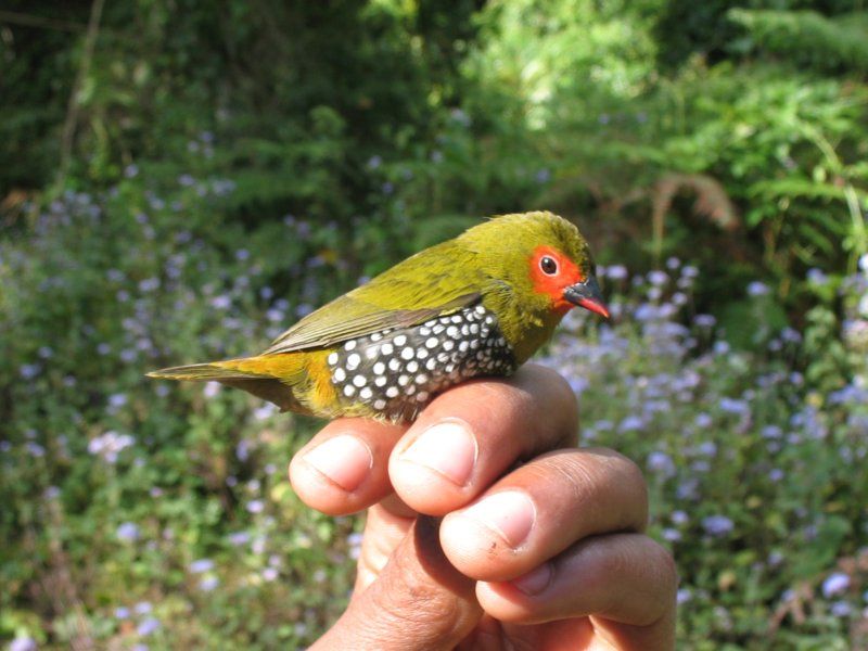 Green-backed Twinspot.