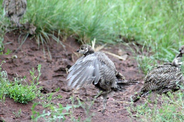 Juvenile greater sage-grouse trying to dry off after a sudden summer shower.