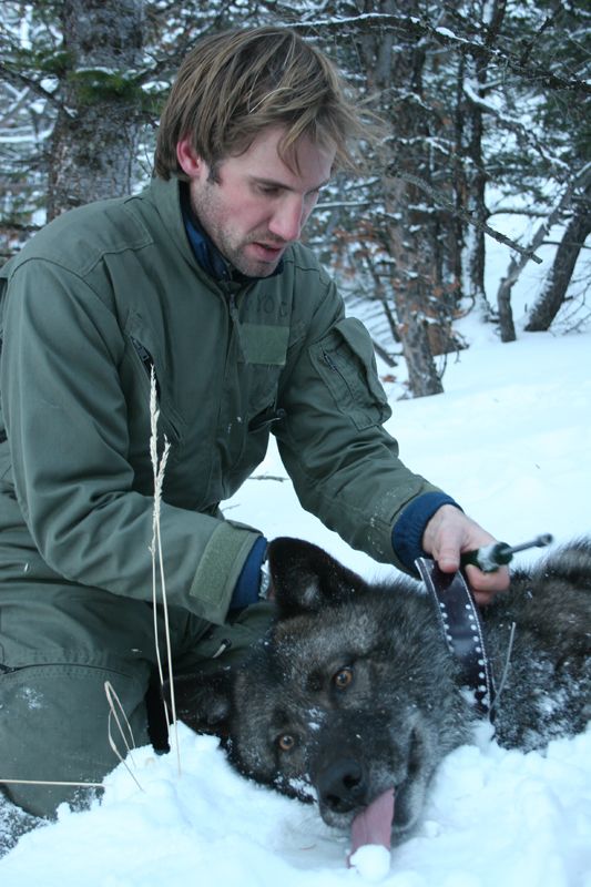 With the collaboration of the U.S. Fish and Wildlife Service, wolves in 4 packs that hunt Clarks Fork elk were also GPS-collared and simultaneously monitored. Whereas 3-4 wolf packs hunt migratory elk, only 1 pack hunts nonmigratory elk.