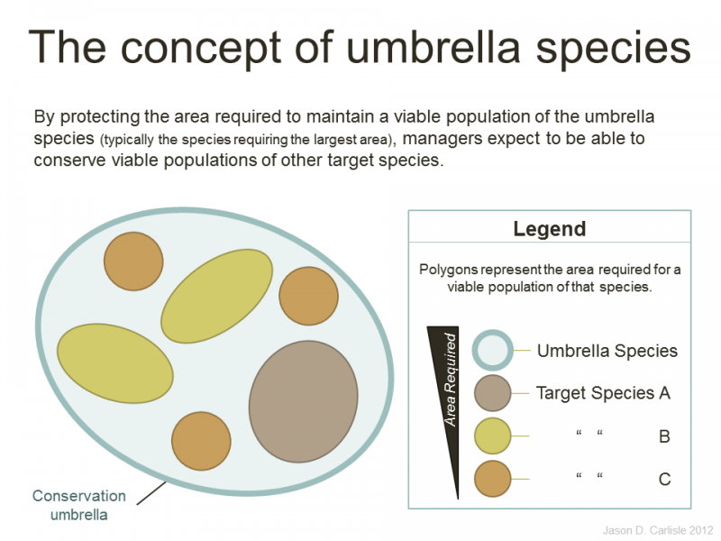 An introduction to the umbrella species concept. The term was first coined by Bruce A. Wilcox in 1984.