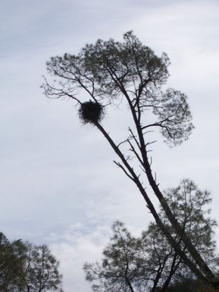 Bald Eagle nest, CA. Photo courtesy of blm.gov