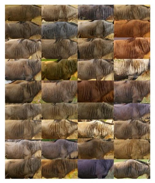 A collage showing various wildebeest stripes. Can you find the matches?
