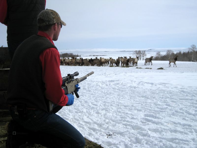 Eric Maichak waits for a shot at a collared elk on Franz feedground to assess percent body fat.