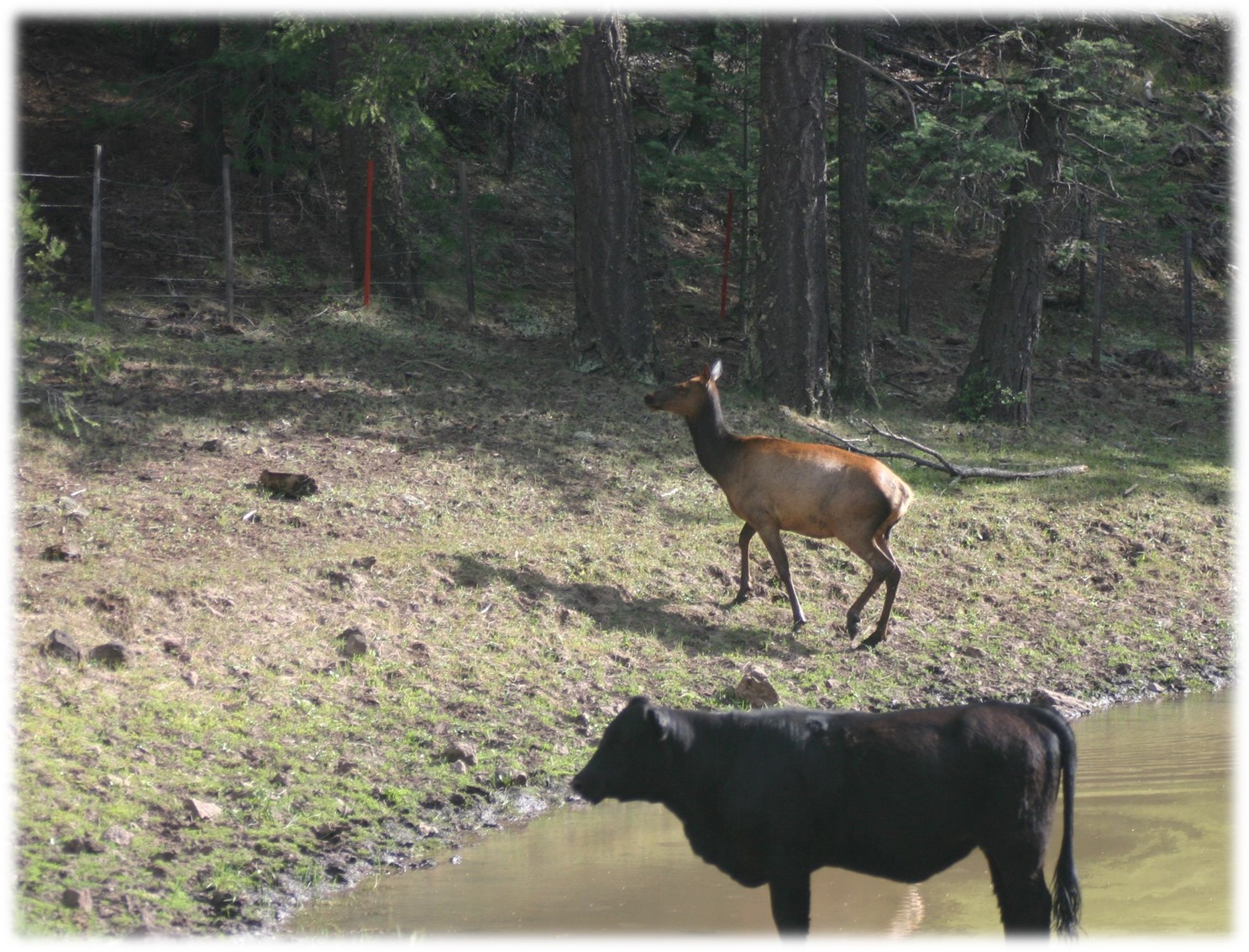 female elk and female cow at watering hole in Arizona