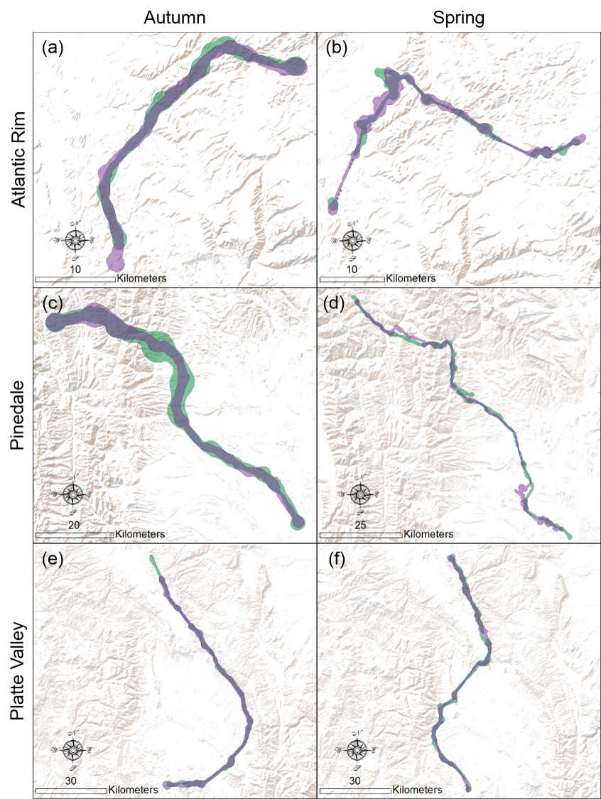 high fidelity to migration routes for migratory mule deer