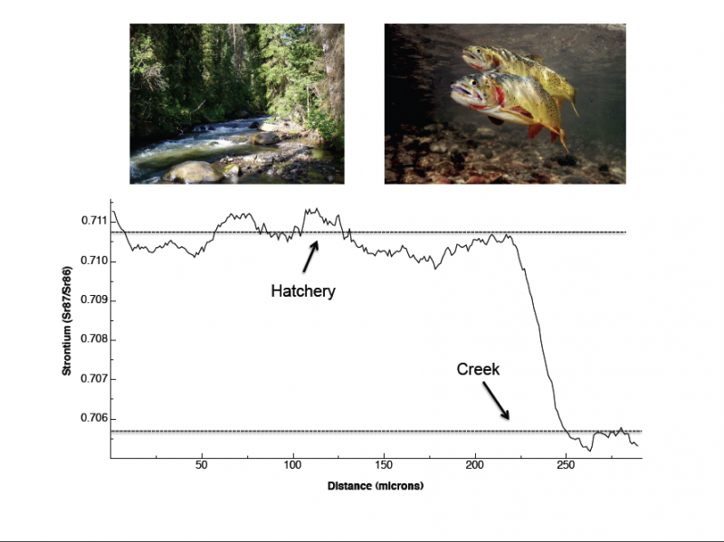 Otolith microchemistry reveals that this trout was stocked from a hatchery into Dead Indian Creek. Using this technique we can assess whether further stockings will be needed or if natural reproduction is occurring that will support this fishery