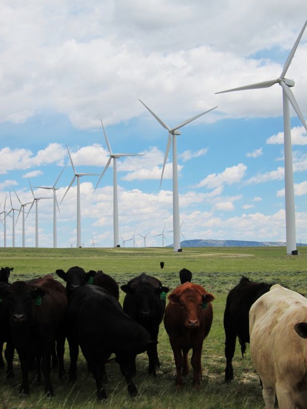 Wind Energy and Grassland Birds Project
