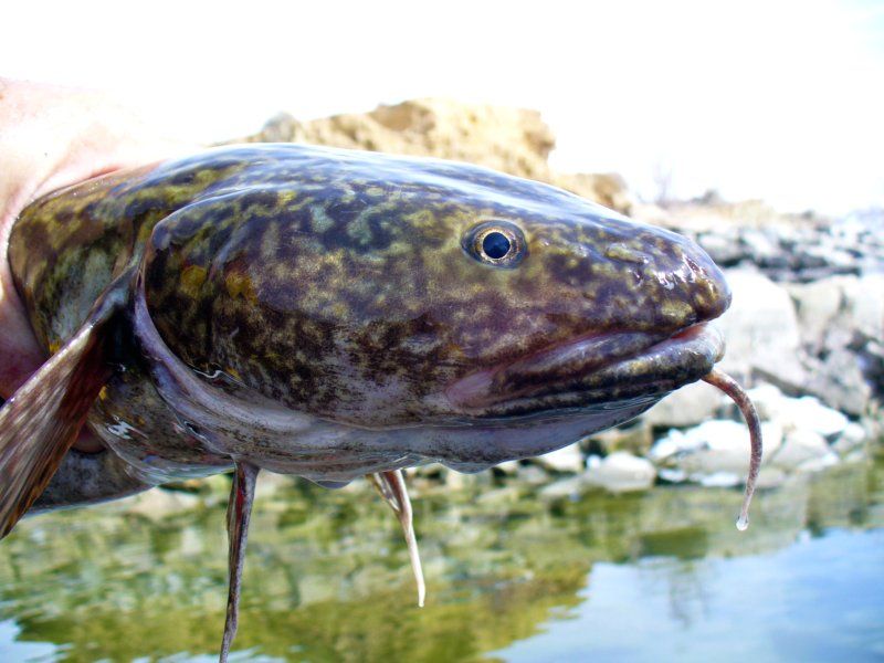 Burbot are a species of conservation concern in Wyoming. We are using otolith microchemistry to differentiate populations, reconstruct movement patterns, and determine natal origins