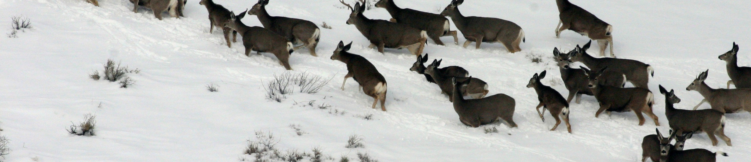 Image of mule deer in sagebursh