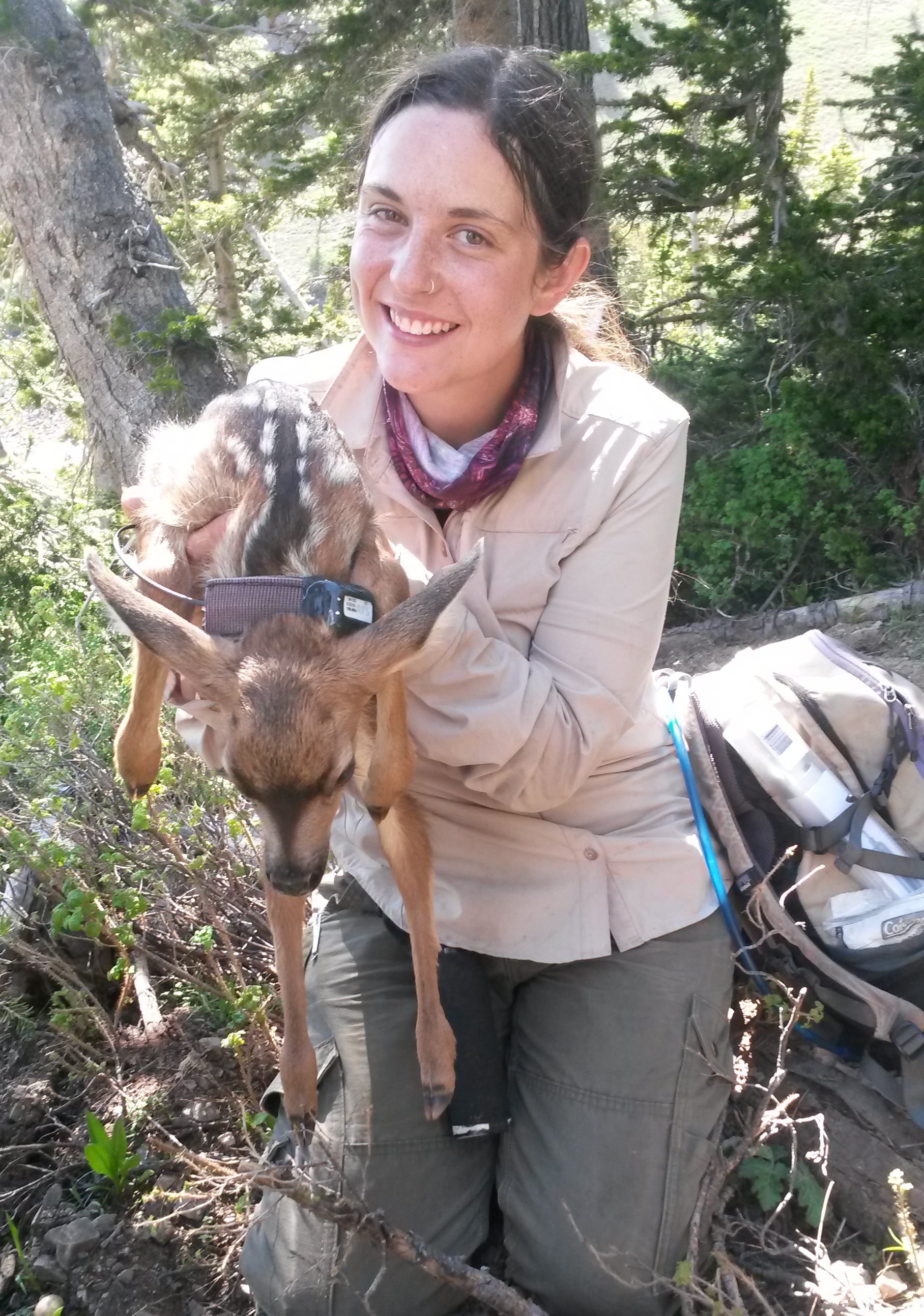 Jakopak holding a recently collared mule deer fawn.