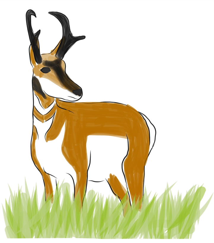 Drawing of buck pronghorn.