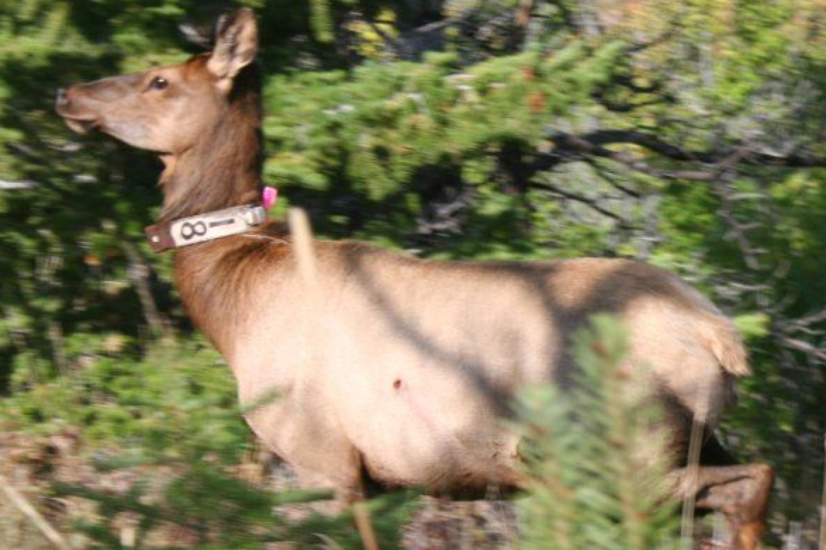 Our study population, the Clarks Fork elk herd, is a partially-migratory population of about 4,500 individuals near Cody, Wyoming. Collars were distributed evenly throughout its migratory and nonmigratory subpopulations.