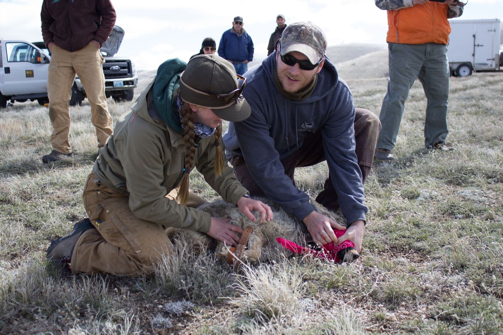 Matt Hayes and Katey releasing a collared coyote in Rock Springs.